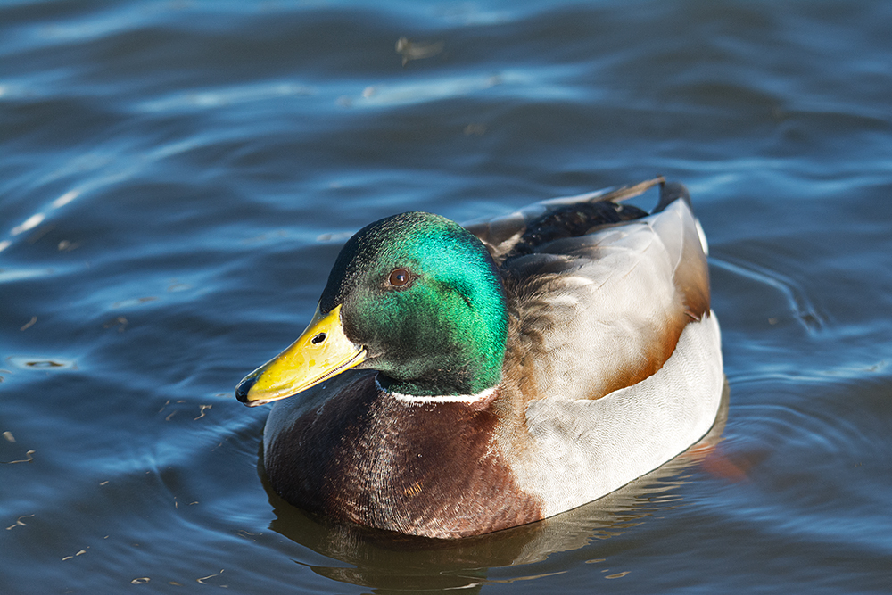 DSC_3242.jpg