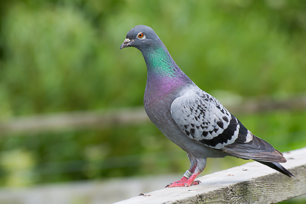 DSC_3246.jpg