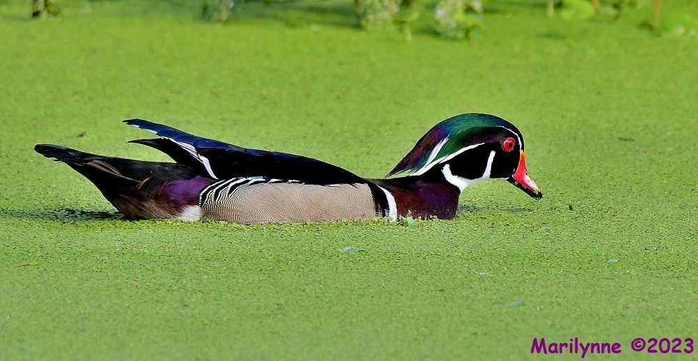 DSC_3246_001.JPG