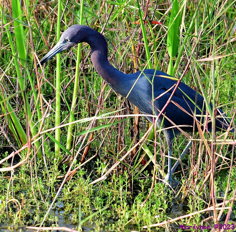 DSC_3246_001.JPG
