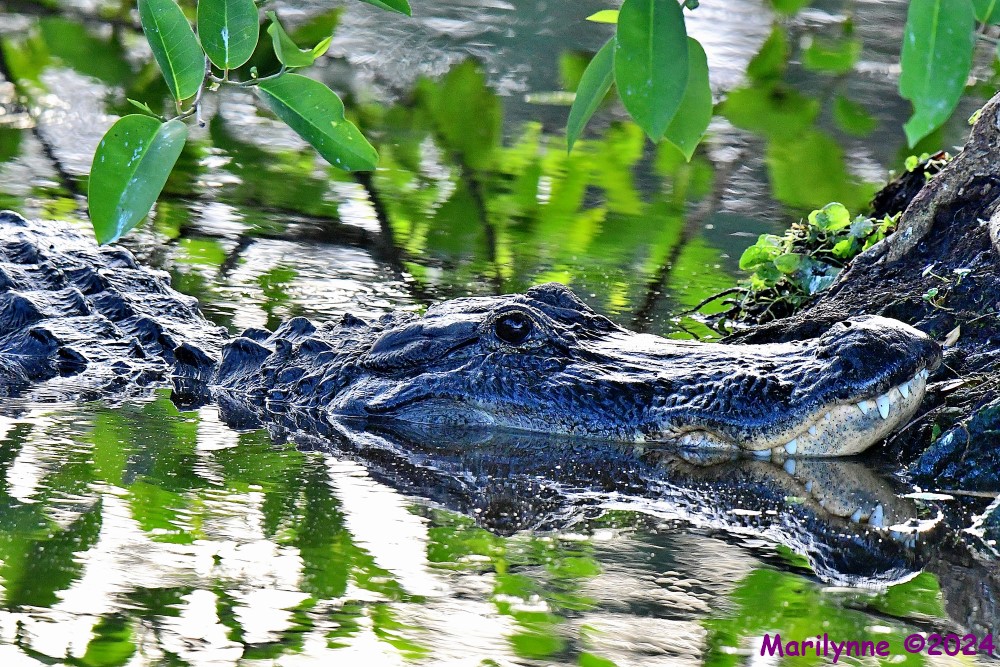 DSC_3246_001.JPG