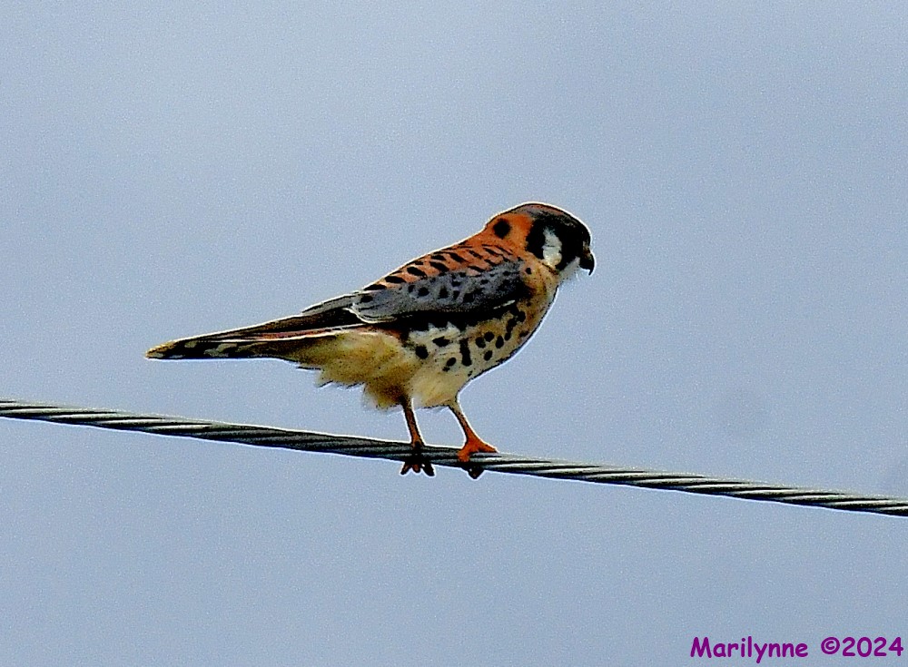 DSC_3246_001.JPG