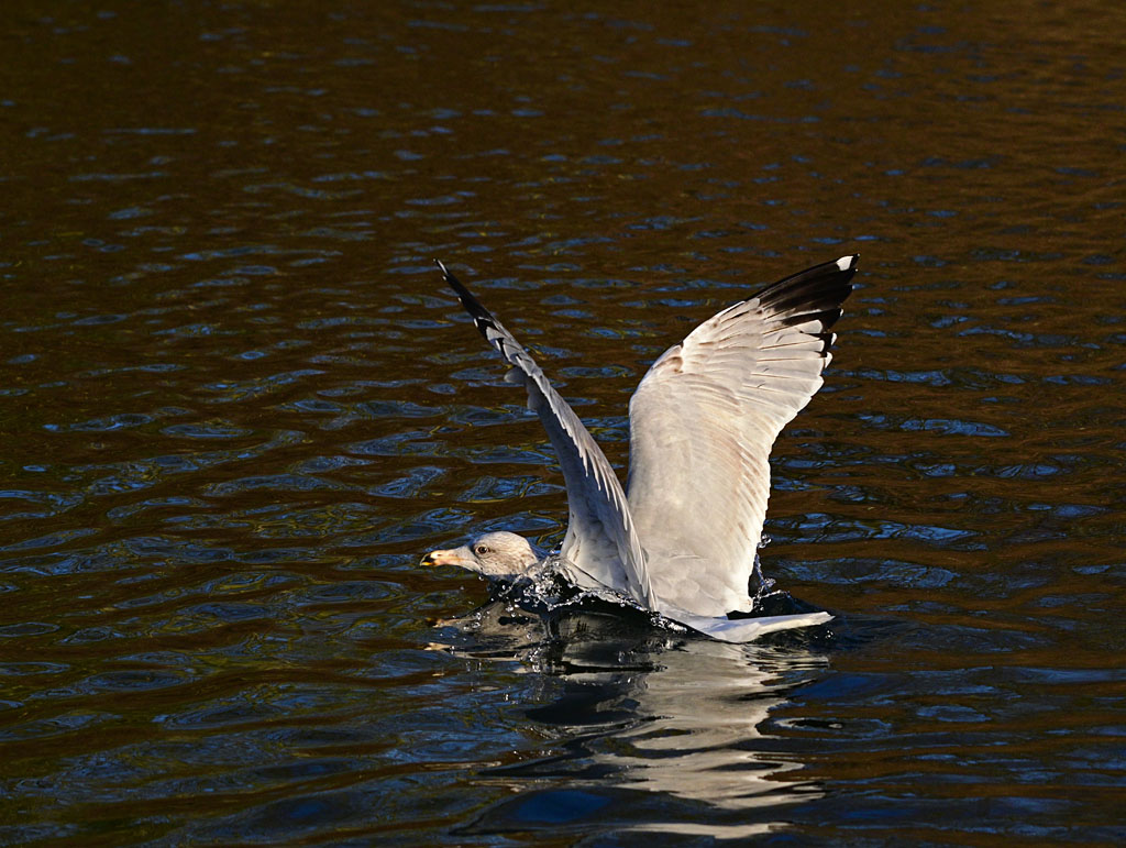 DSC_3247.jpg