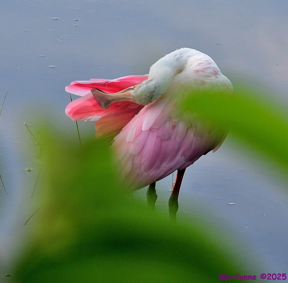 DSC_3248_001.JPG
