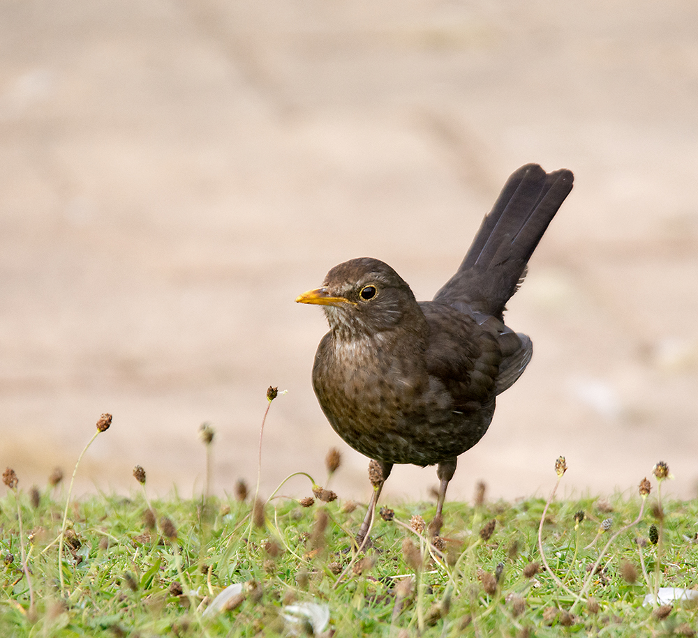 DSC_3249.jpg
