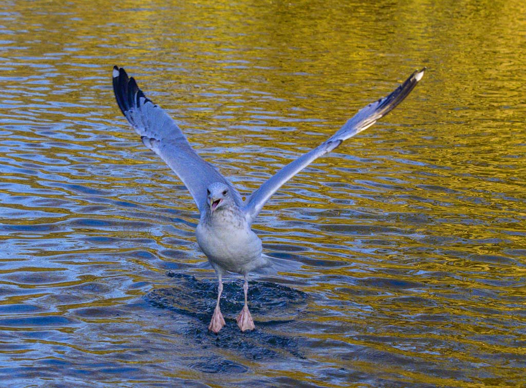 DSC_3251.jpg