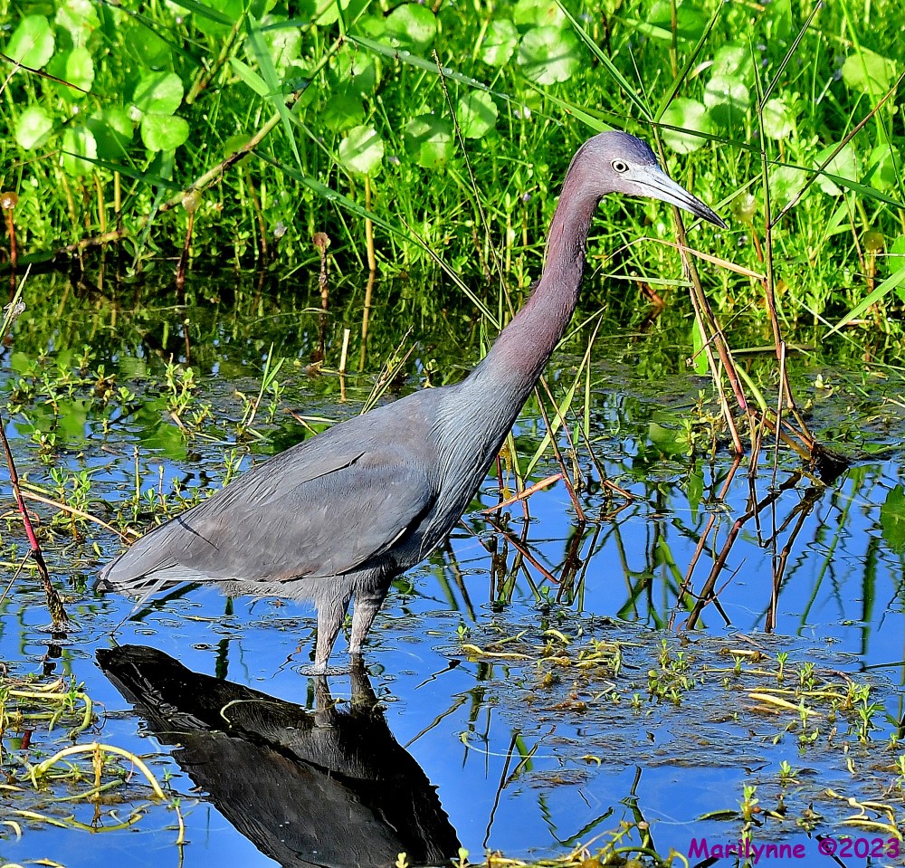 DSC_3251_001.JPG
