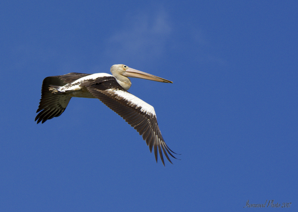 DSC_3253.jpg