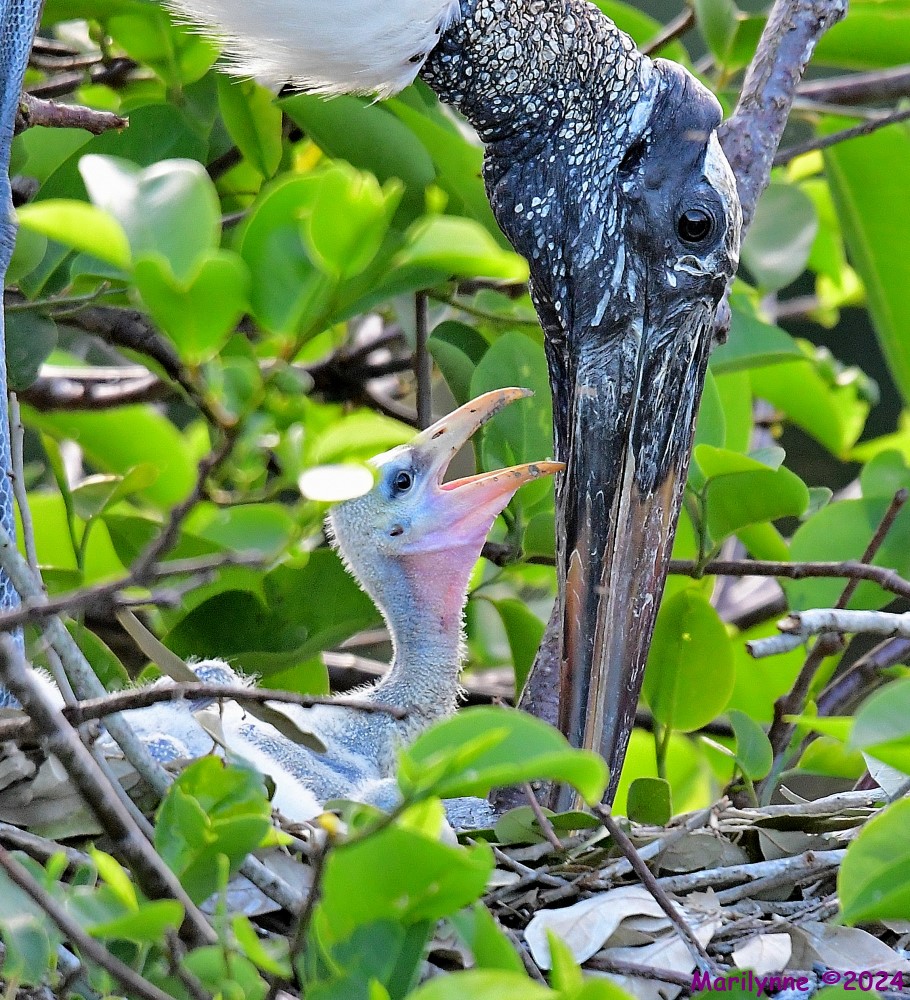 DSC_3253_001.JPG