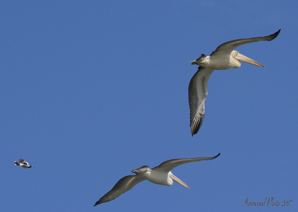 DSC_3257.jpg