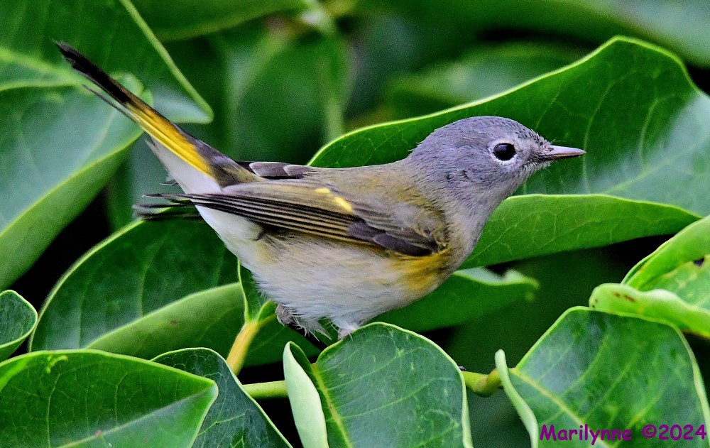 DSC_3257_001.JPG