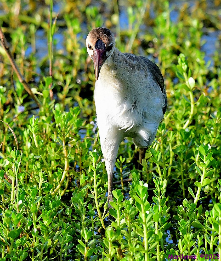 DSC_3258_001.JPG