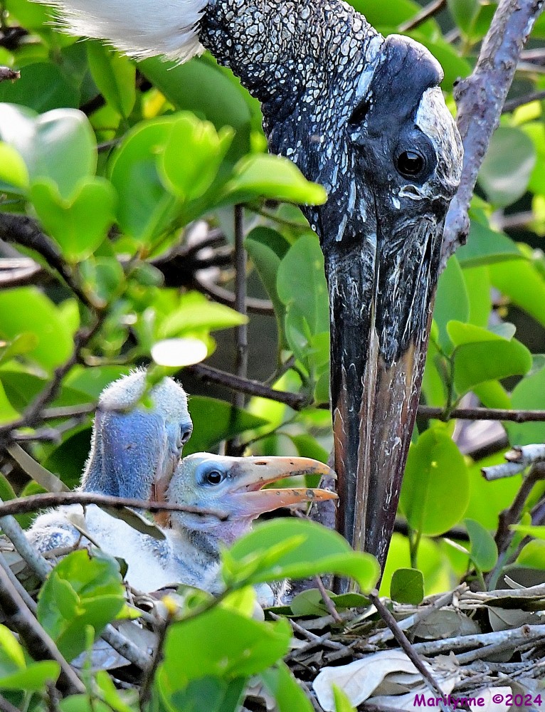 DSC_3258_001.JPG