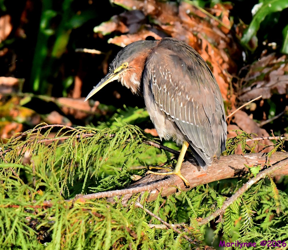 DSC_3258_001.JPG