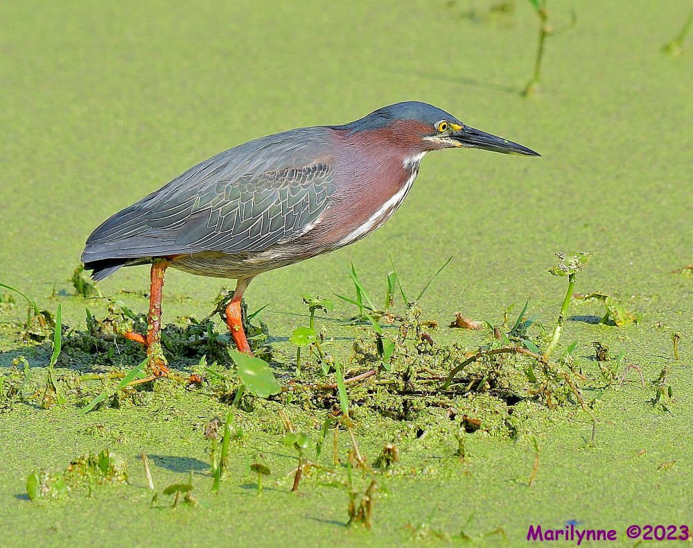 DSC_3259_001.JPG