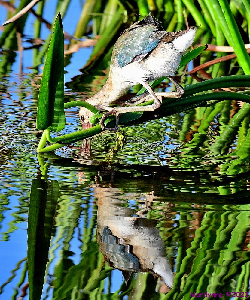 DSC_3261_001.JPG