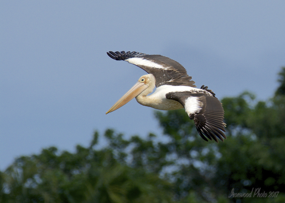 DSC_3262.jpg