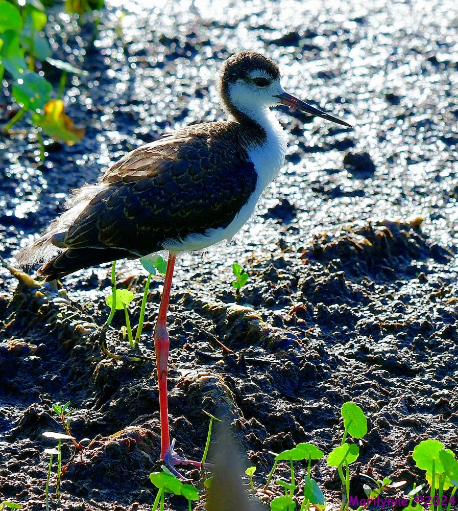 DSC_3262_001.JPG