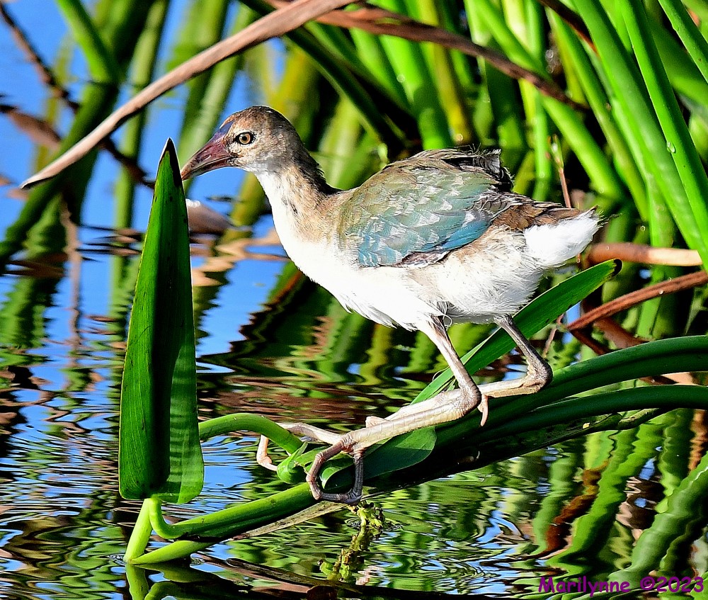 DSC_3263_001.JPG