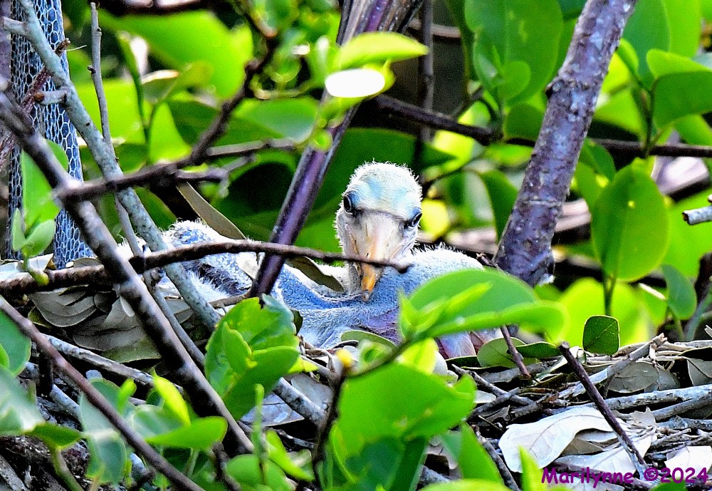 DSC_3263_001.JPG