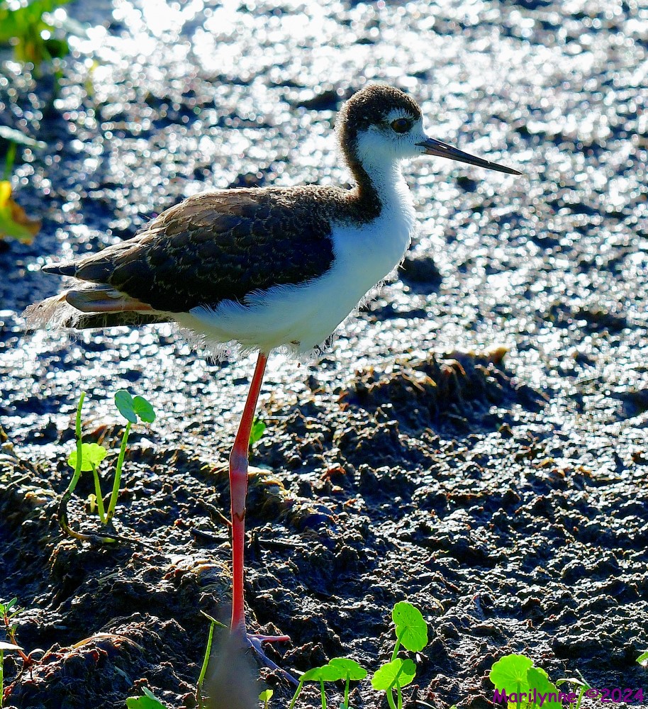 DSC_3263_001.JPG