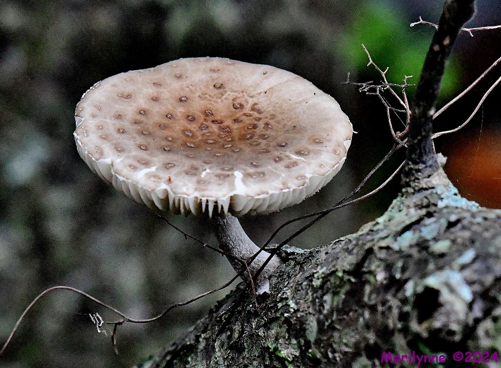 DSC_3263_001.JPG