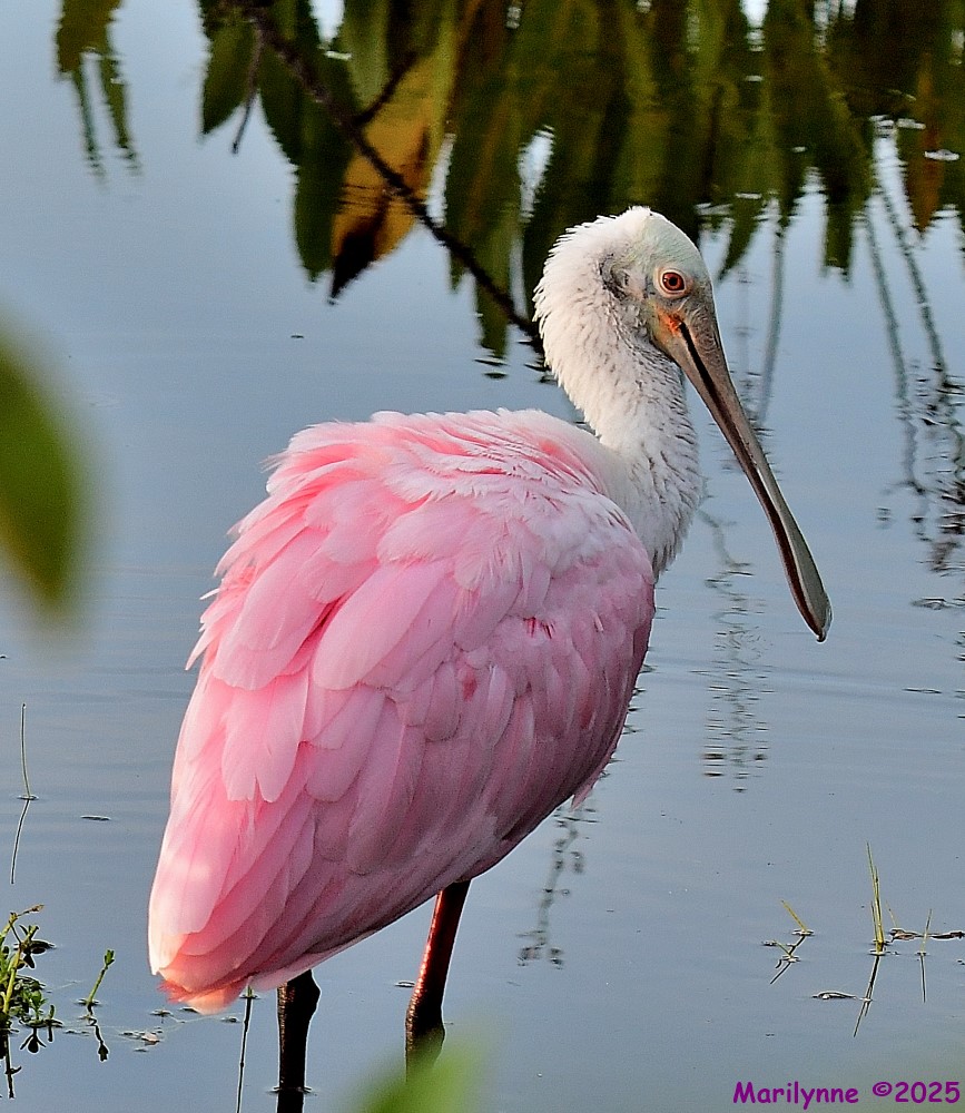 DSC_3263_001.JPG