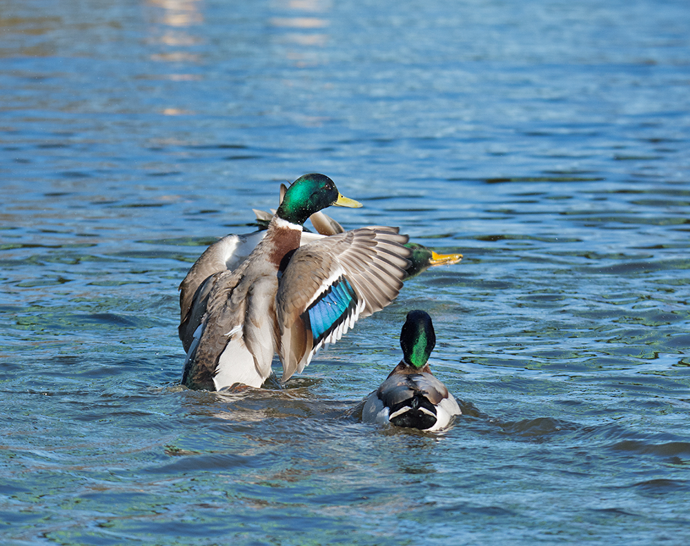 DSC_3266.jpg