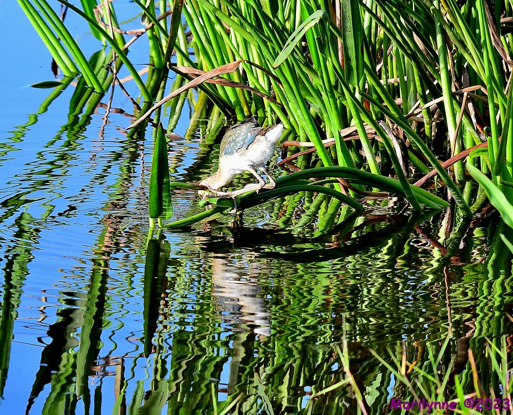 DSC_3266_001.JPG