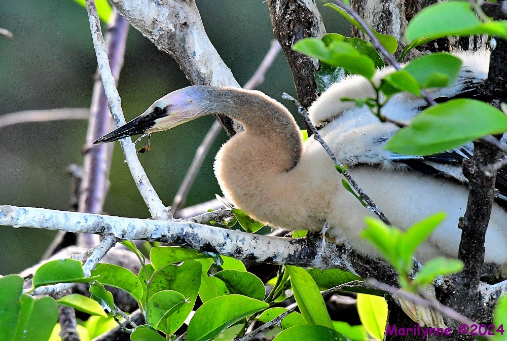 DSC_3266_001.JPG