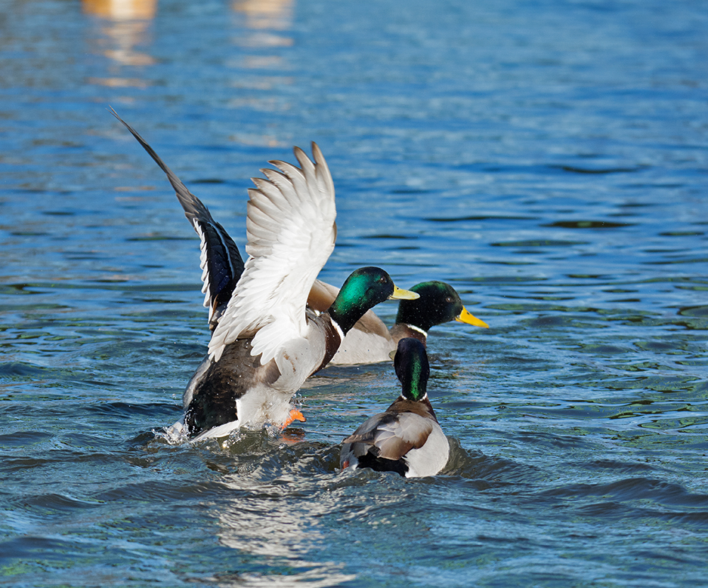 DSC_3267.jpg