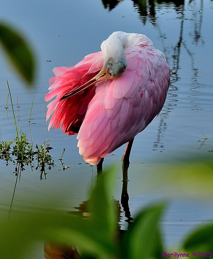 DSC_3268_001.JPG