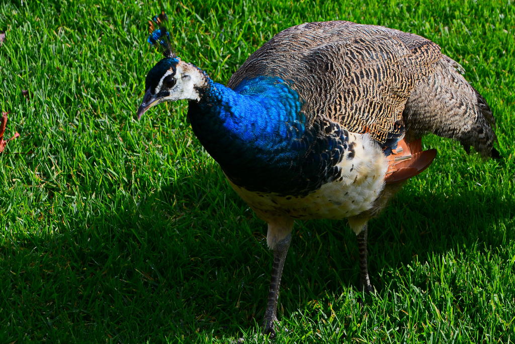 DSC_3271.jpg