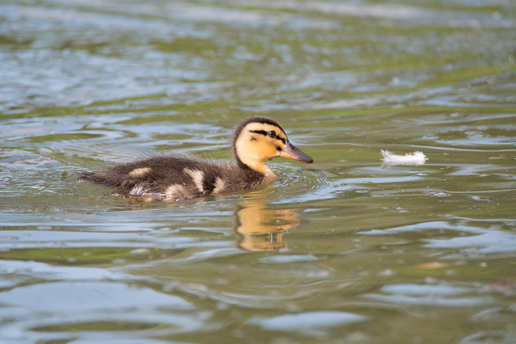 DSC_3272.jpg