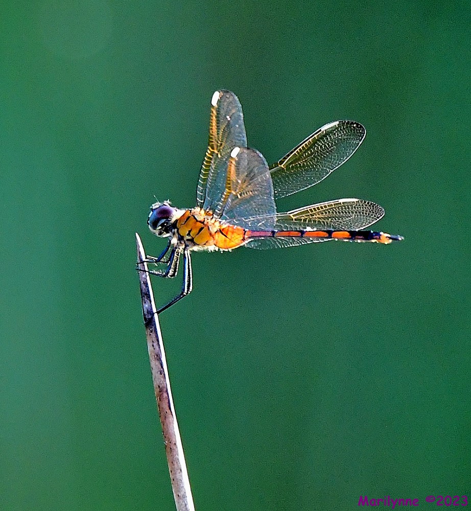 DSC_3272_001.JPG
