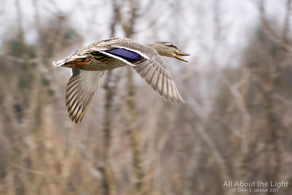 DSC_3273 lo res.jpg
