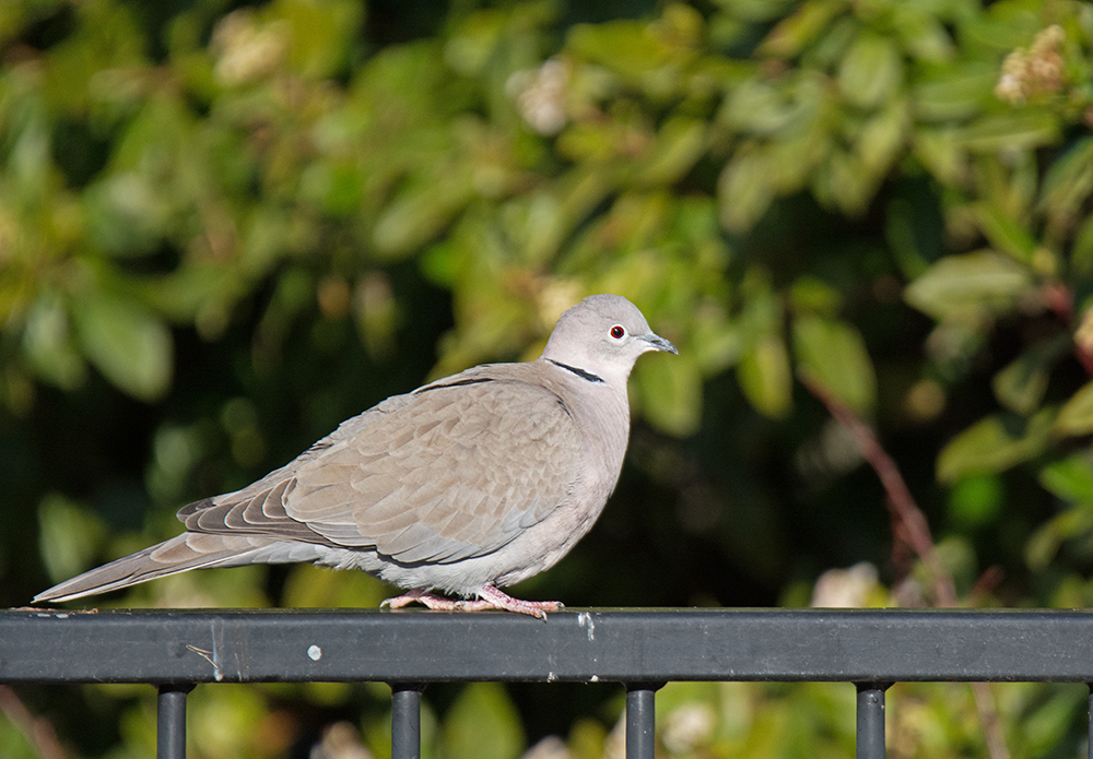 DSC_3274.jpg