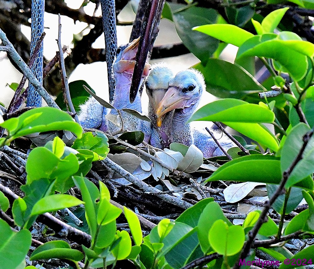 DSC_3274_001.JPG