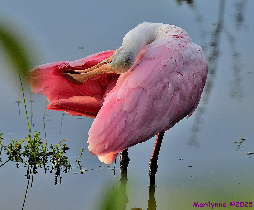 DSC_3277_001.JPG
