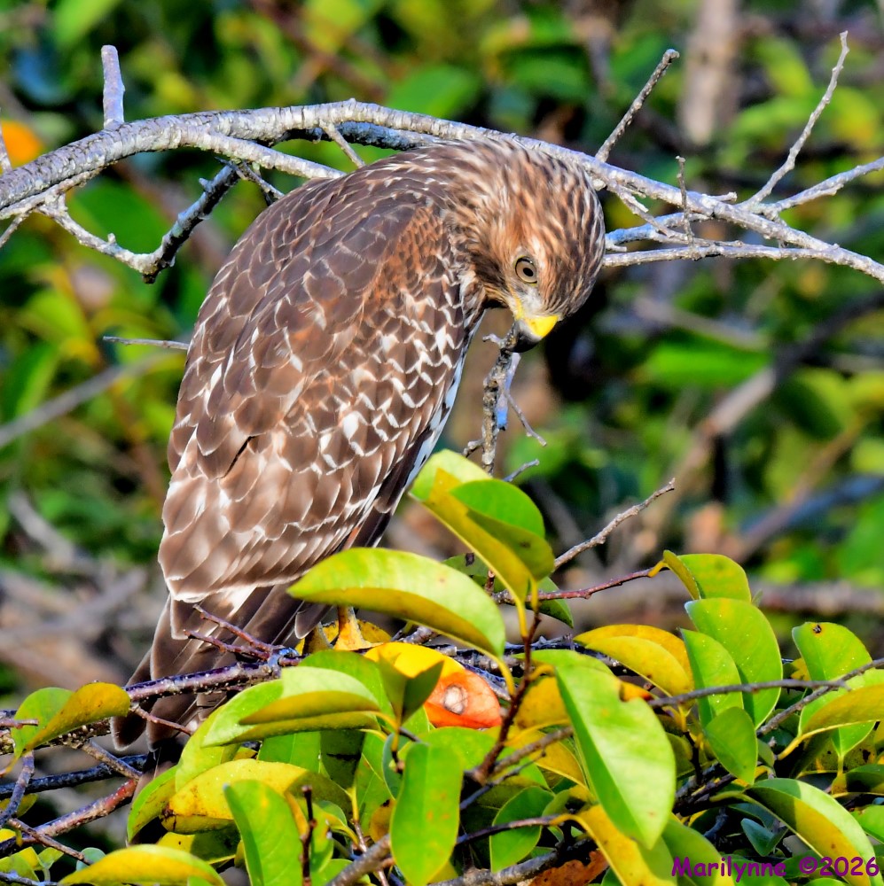 DSC_3277_001.JPG