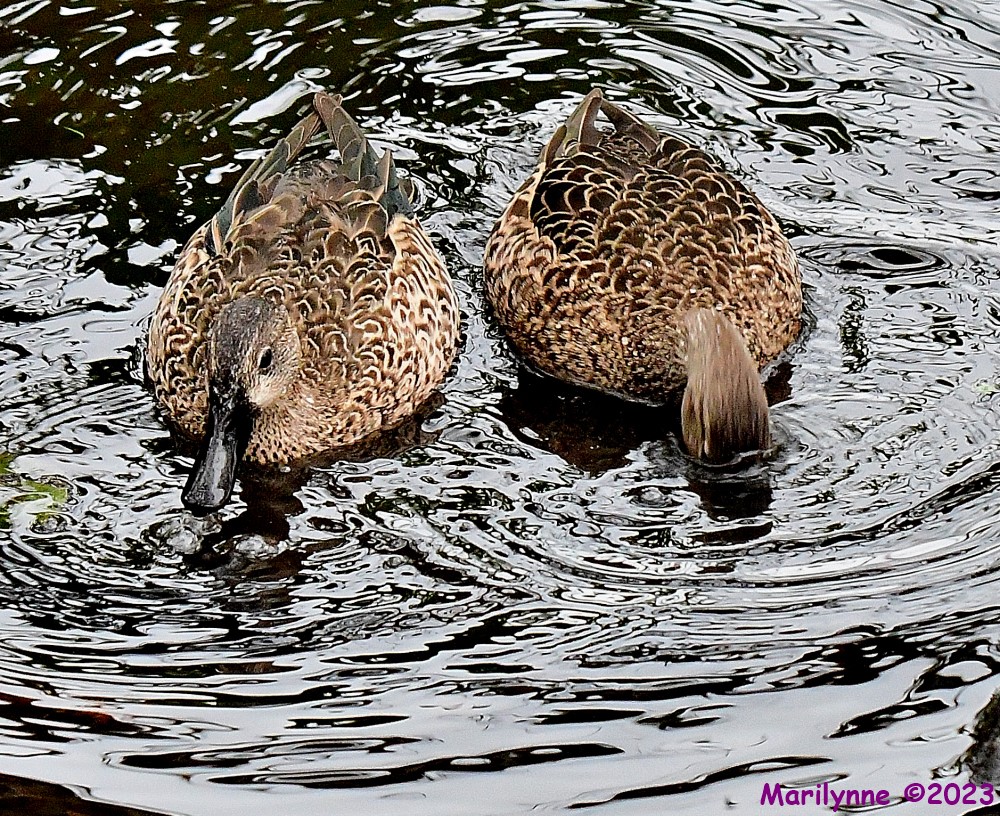 DSC_3279_001.JPG