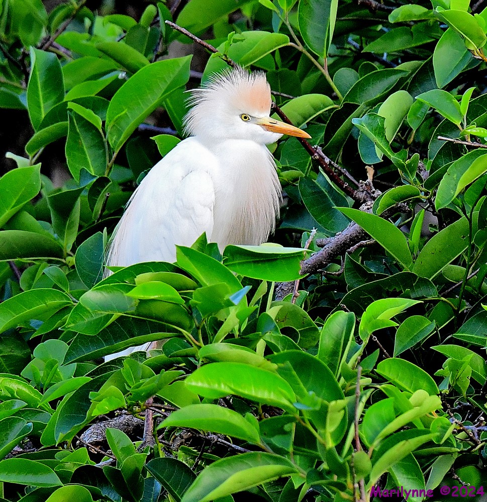 DSC_3279_001.JPG