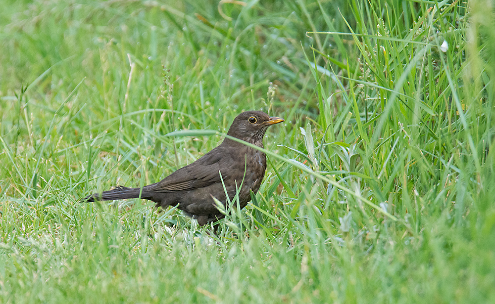 DSC_3282.jpg