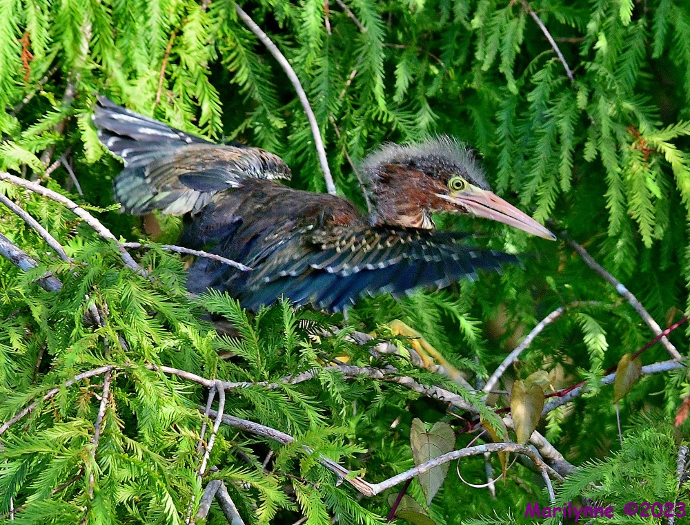 DSC_3284_001.JPG