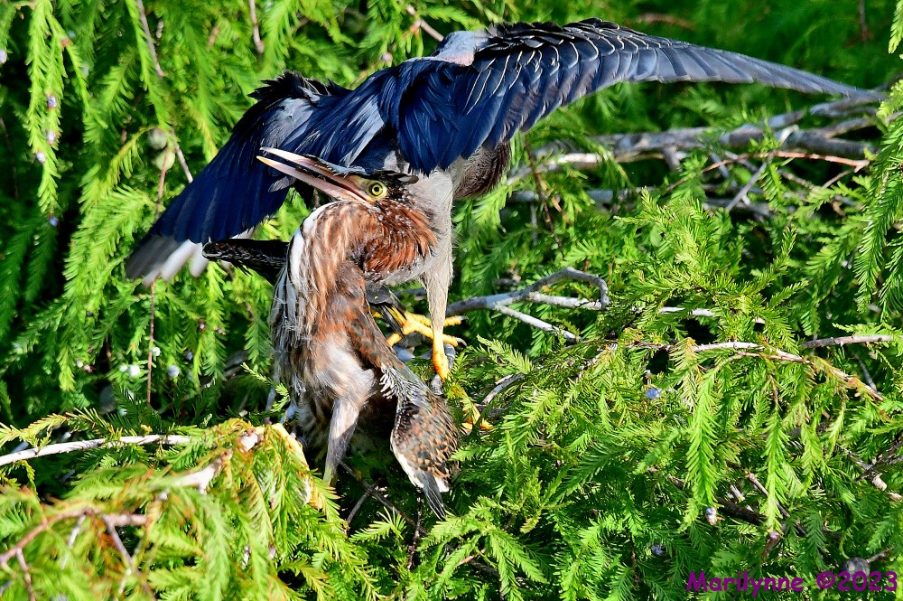 DSC_3285_001.JPG