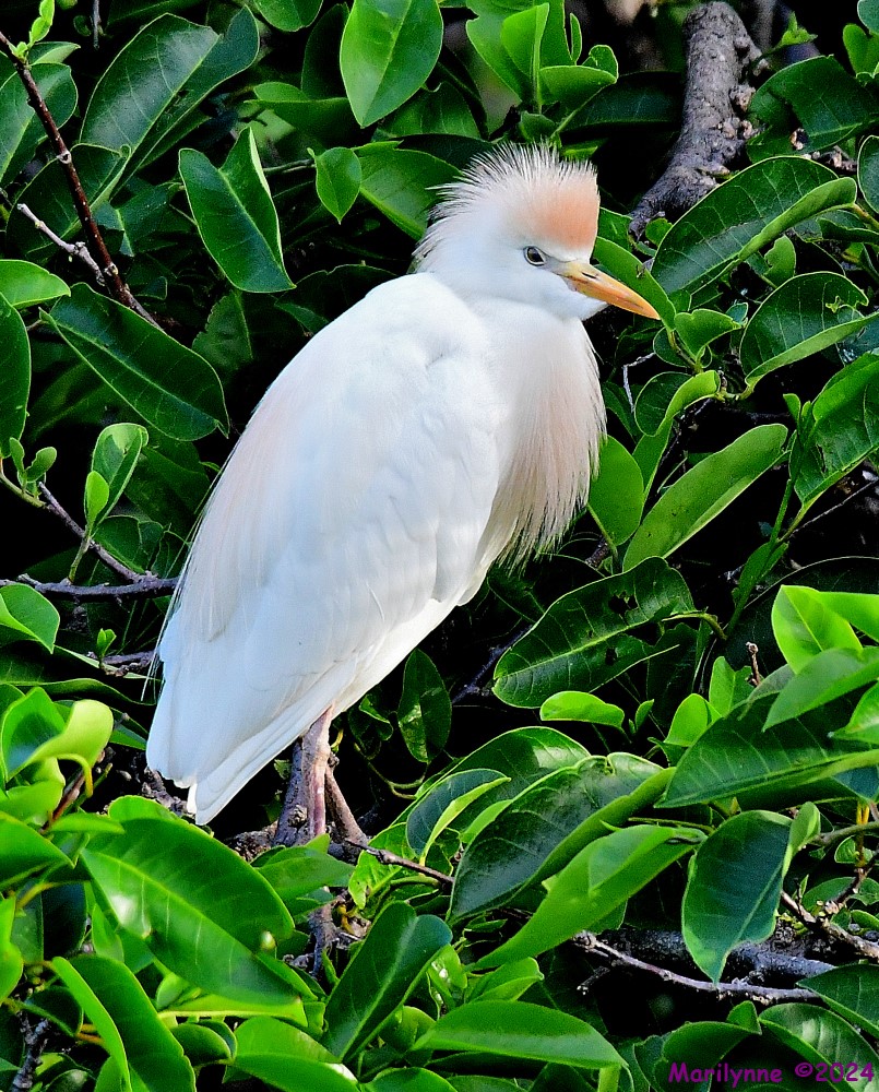 DSC_3286_001.JPG