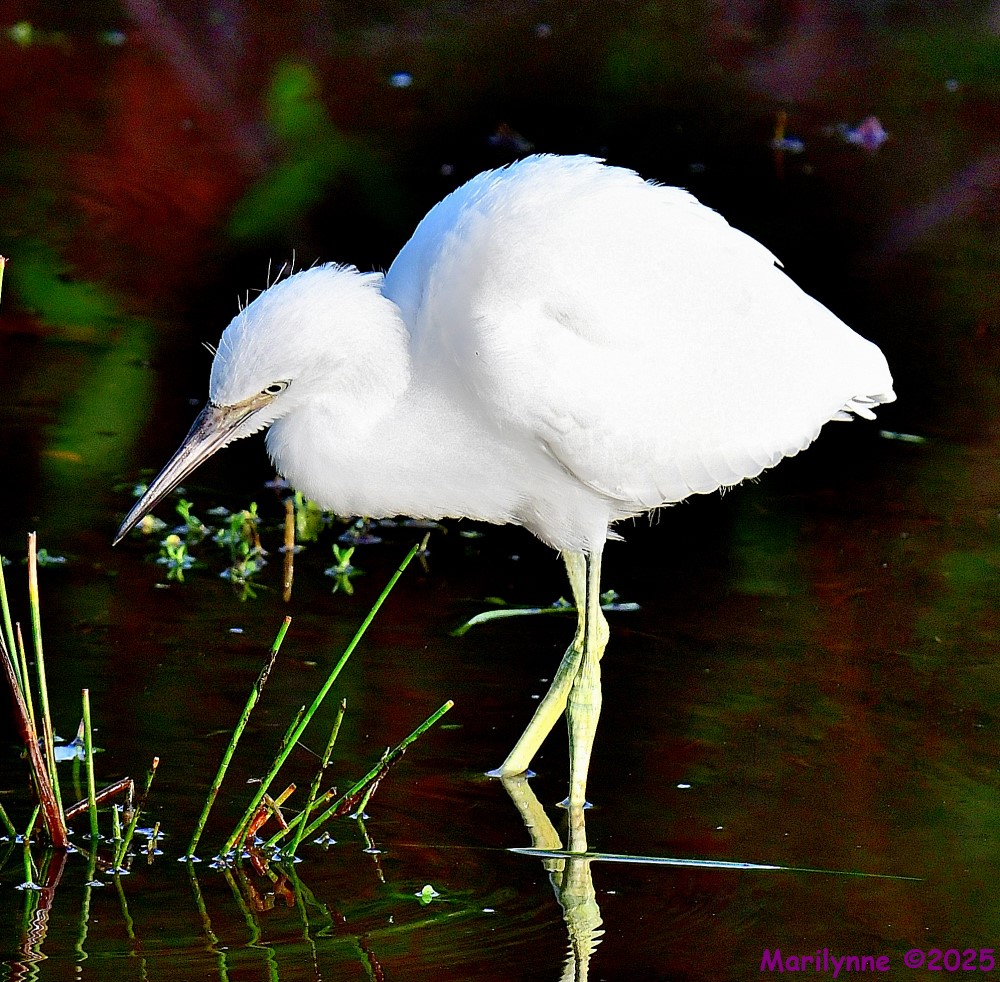 DSC_3286_001.JPG