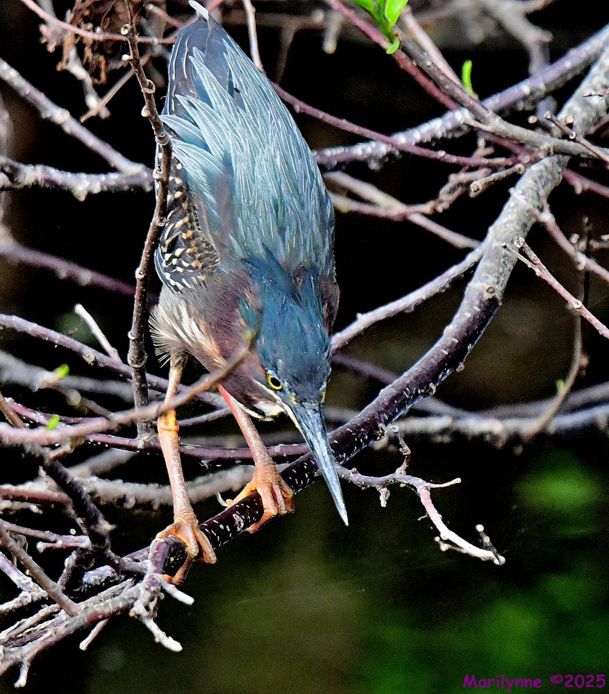 DSC_3287_001.JPG