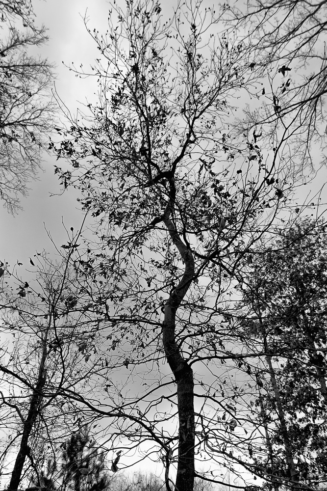 DSC_3288-Edit.jpg