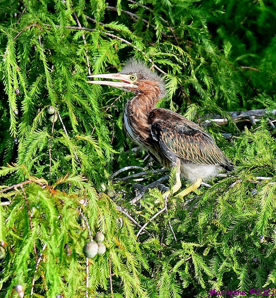 DSC_3288_001.JPG